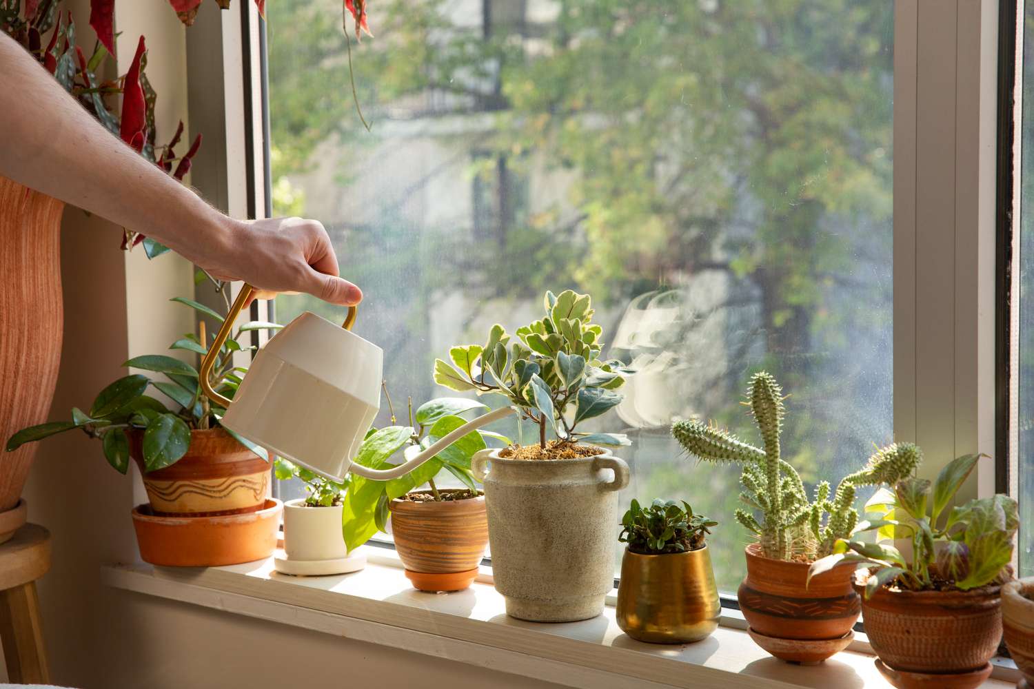 Guide to Indoor House Plants